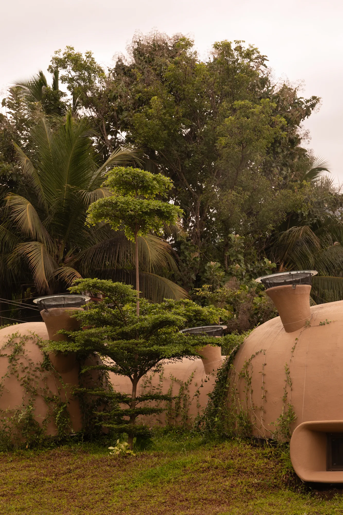 Vents and trees rise together from the green roof